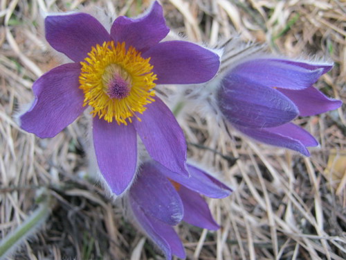 Poniklec slovenský (Pulsatilla slavica) je západokarpatský endemit, vyskytuje sa len na strednom a východnom Slovensku. Patrí medzi ohrozené zákonom chránené rastliny