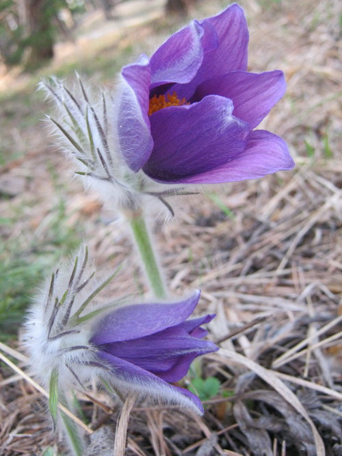 Spoločenská hodnota jednej rastliny ponikleca slovenského (Pulsatilla slavica) je 16,59 €