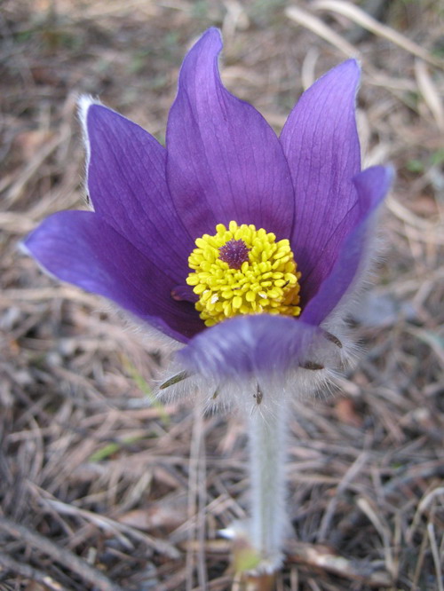 Poniklec slovenský (Pulsatilla slavica) rastie najmä na  suchých  oslnených svahoch. Vápencový podklad, reliktný borovicový porast a lesostepný charakter územia Baby vytvárajú ideálne podmienky pre jeho rast