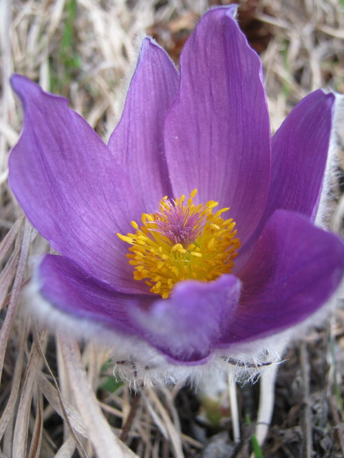 Poniklec slovenský (Pulsatilla slavica) detail