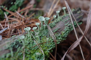 Dutohlávka Cladonia sp. na hrebeni Baby