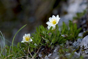 Dryádka osemlupienková odfotografovaná v PR Baba