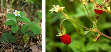 Jahoda obyčajná (kvet aj plod)