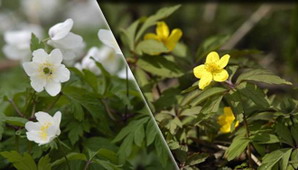 Veternica hájna a Veternica iskerníková