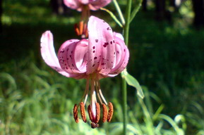 Prvosienka holá odfotografovaná v PR Baba