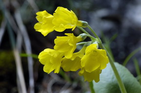 Prvosienka holá odfotografovaná v PR Baba